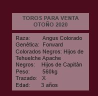 TORO 4