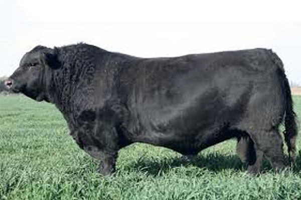 toros_capitan_1png