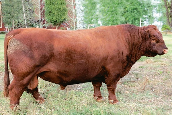 toros_esencial_1