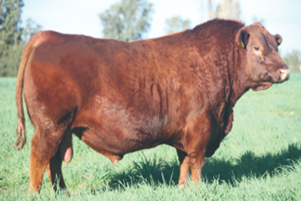 toros_esencial_3