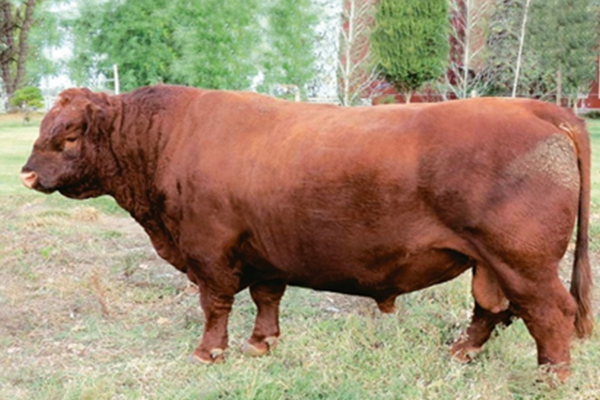 toros_esencial_4