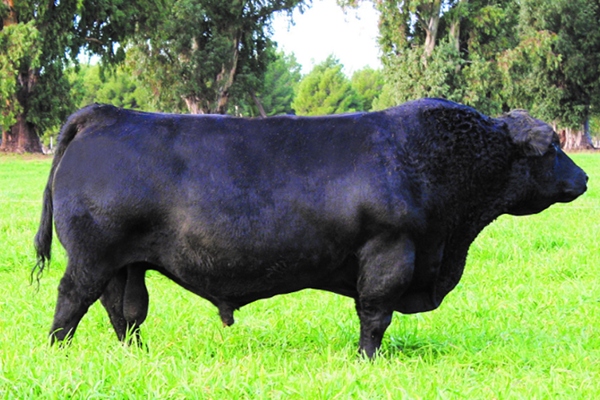 toros_patriota_1