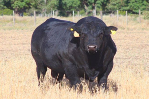 toros_patriota_2