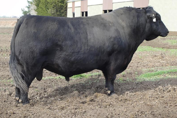 toros_prototype_1
