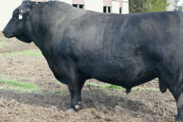 toros_prototype_2