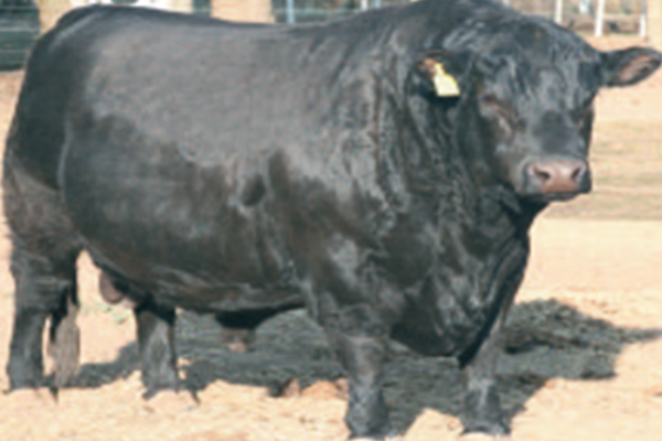 toros_regalon_1