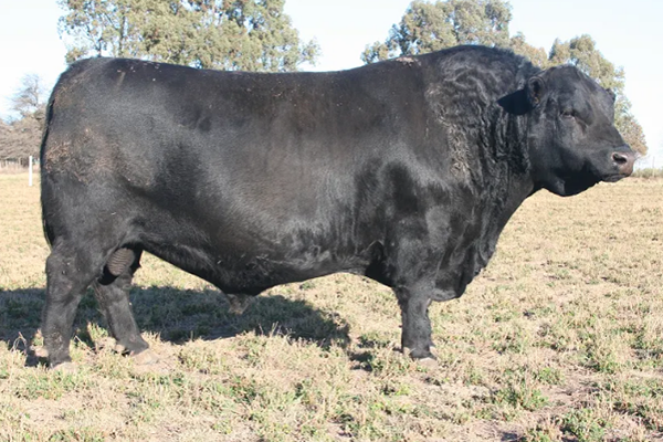toros_regalon_2