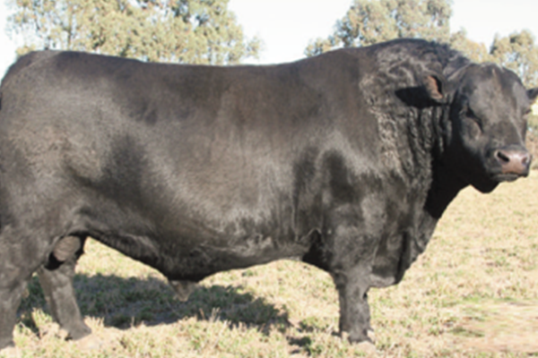 toros_regalon_4