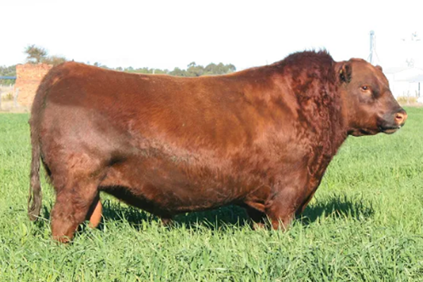 toros_toba_1