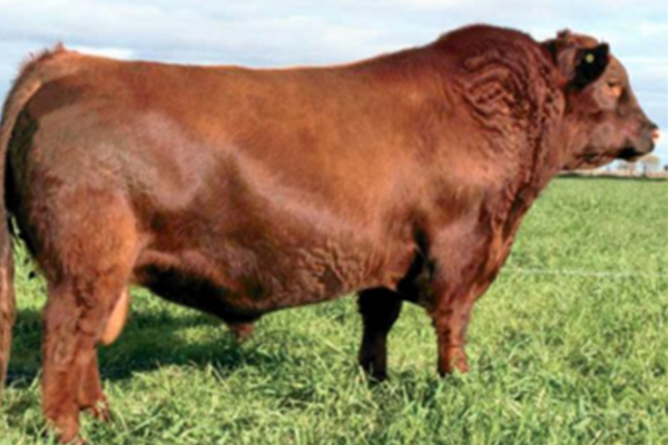 toros_toba_2