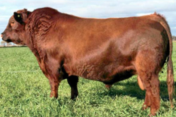 toros_toba_3