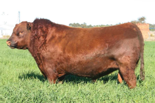toros_toba_4